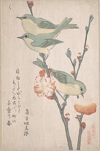 Japanese White-eyes on a Branch of Peach Tree,” from the Series An Array of Birds (Tori awase), from Spring Rain Surimono Album (Harusame surimono-jō, vol. 3) by Kubo Shunman