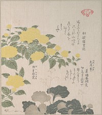 Corchorus (or Yellow Rose) and Creeping Saxifrage by Kubo Shunman