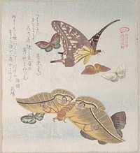 Various Moths and Butterflies by Kubo Shunman