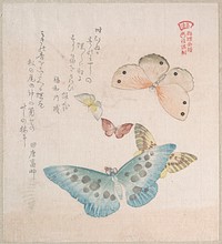 Various Moths and Butterflies by Kubo Shunman