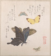 Various Moths and Butterflies by Kubo Shunman