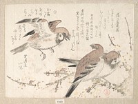 Sparrows and Plum Blossoms by Kubo Shunman
