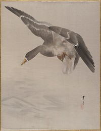 Duck by Watanabe Seitei