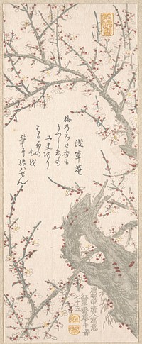 Plum Tree in Blossom