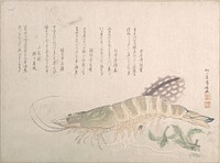 Shrimp and Cuttlefish by Ryūryūkyo Shinsai