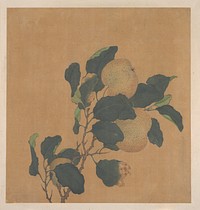 Branch of Tree with Fruit by Unidentified artist