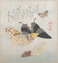 Various moths and butterflies by Kubo Shunman
