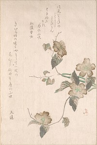 Yamabuki Flowers (kerria japonica) by Unidentified artist