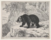 Mississippi Bear