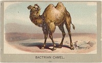 Bactrian Camel, from the Animals of the World series (T180), issued by Abdul Cigarettes