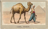 Arabian Camel, from the Animals of the World series (T180), issued by Abdul Cigarettes