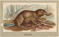 Beaver, from the Animals of the World series (T180), issued by Abdul Cigarettes