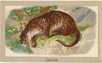 Jaguar, from the Animals of the World series (T180), issued by Abdul Cigarettes