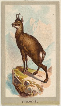 Chamois, from the Animals of the World series (T180), issued by Abdul Cigarettes