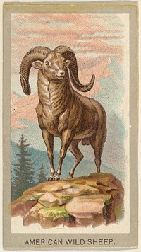 American Wild Sheep, from the Animals of the World series (T180), issued by Abdul Cigarettes