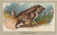 Striped Hyena, from the Animals of the World series (T180), issued by Abdul Cigarettes