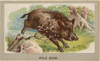 Wild Boar, from the Animals of the World series (T180), issued by Abdul Cigarettes