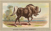 White-Tailed Wildebeest, from the Animals of the World series (T180), issued by Abdul Cigarettes