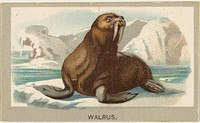 Walrus, from the Animals of the World series (T180), issued by Abdul Cigarettes