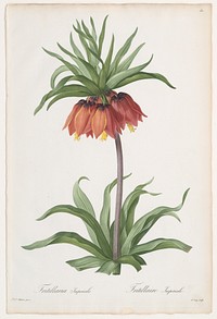 Crown Imperial (Fritillaria imperialis), from Les Liliacées by Pierre Joseph Redouté (French, 1759–1840)