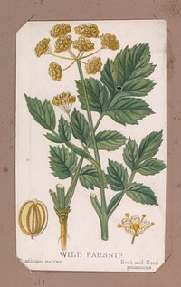 Wild Parsnip from the Plants series, Louis Prang & Co. (Boston, Massachusetts)