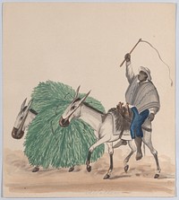 A man riding a mule, his whip raised, another mule loaded with grass alongside, from a group of drawings depicting Peruvian dress