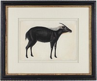 A Chinese Serow (Capricornis milneedwardsi argyrochaetes), ca. 1800