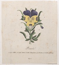 Pansy with hidden silhouettes