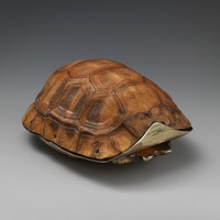 Tortoise box