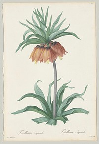 Plate 131, Fritillaria Imperialis; from "Les Liliacées"