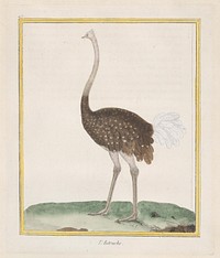 Autruche (Ostrich)