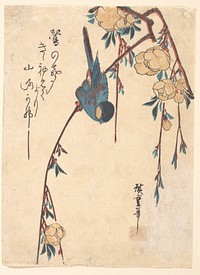 Weeping Cherry. Original public domain image from the MET museum.