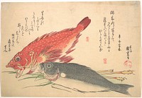 Utagawa Hiroshige (1830) Isaki and Kasago Fish, from the series Uozukushi (Every Variety of Fish). Original public domain image from the MET museum.