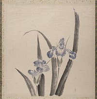 Katsushika Hokusai&rsquo;s orchid flower, Album of Sketches (1760&ndash;1849) painting. Original public domain image from the MET museum.