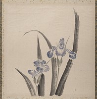 Katsushika Hokusai’s orchid flower, Album of Sketches (1760–1849) painting. Original public domain image from the MET museum.