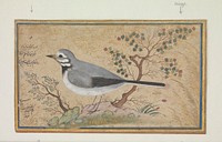 Study of a Bird. Original public domain image from the MET museum.