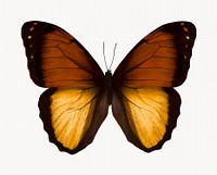 Brown butterfly, animal isolated image