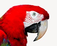 Macaw parrot collage element psd