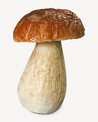 Penny bun mushroom, isolated botanical image psd