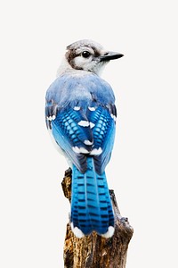 Blue jay collage element psd
