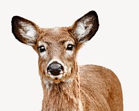 White-tailed deer wildlife, isolated animal image psd