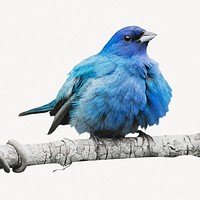 Indigo bunting bird, isolated collage element psd