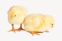 Baby chicks, isolated animal image psd