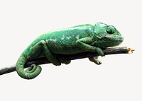 Chameleon iguana, isolated animal image psd