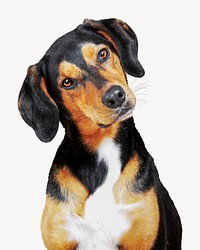 Beagle dog, pet animal isolated image