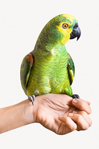 Green parrot isolated collage element psd