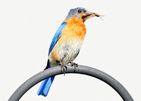 Eastern bluebird, isolated collage element psd