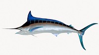 Roundscale spearfish, isolated sea animal image