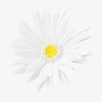 White gerbera collage element psd