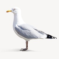 Seagull bird, isolated animal image psd